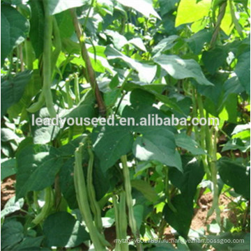 MBE07 Байан высокая урожайность нефрита сахарной фасоли семена для продажи